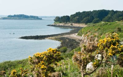 Week-end Détox à l’Ile aux Moines du 12 au 14 Septembre 2025 : Cure de raisin, Yoga et Randonnée